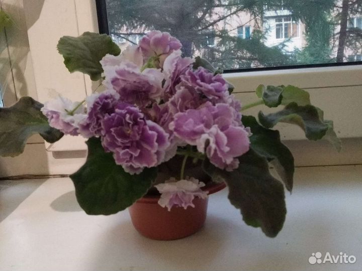 Сенполия