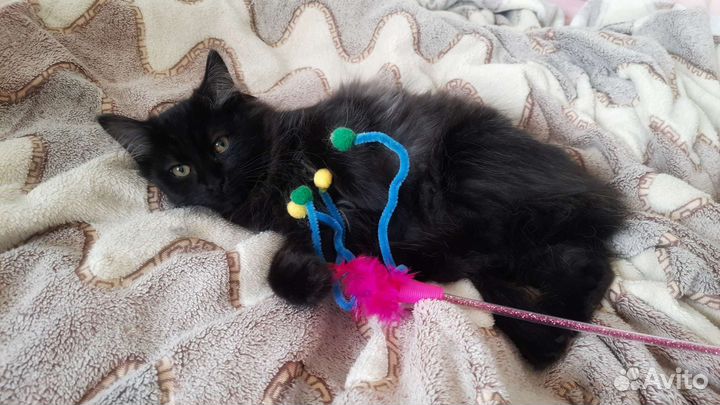 Котенок мальчик 3 месяца