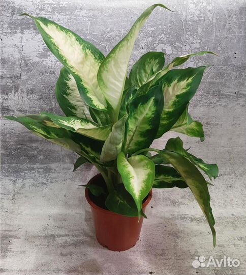 Диффенбахия Камилла