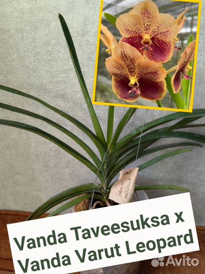 Орхидея ванда