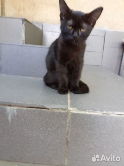 Милый черный котик