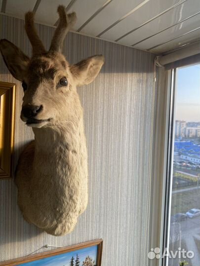 Чучело головы косули