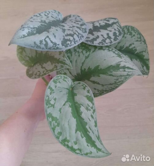 Сциндапсус Сильвер Хиро,Экзотика