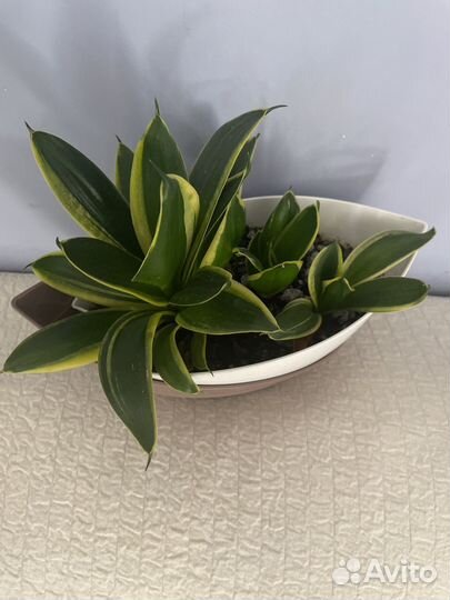 Сансевьерия