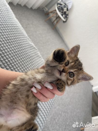 Шотландская