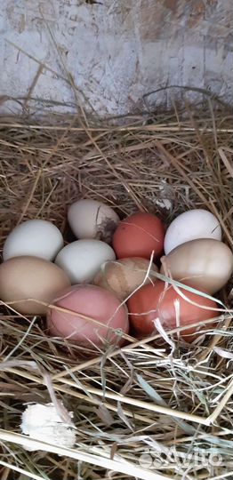 Инкубационное яйцо