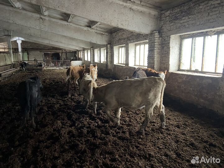 Телки и бычок