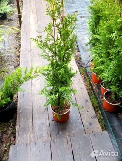 Туи для сада