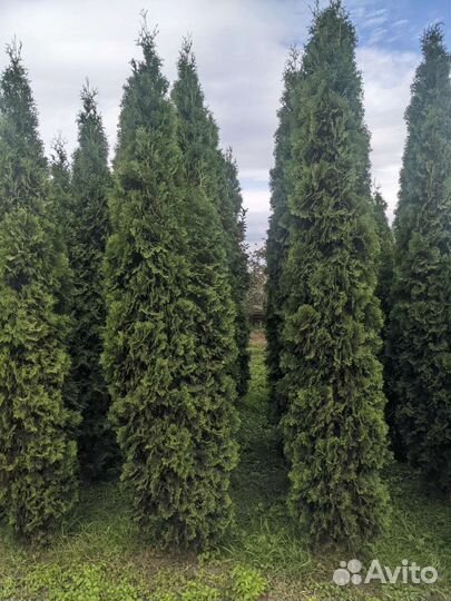 Туя крупномеры колумна 4 -5 м. Цена за саженец
