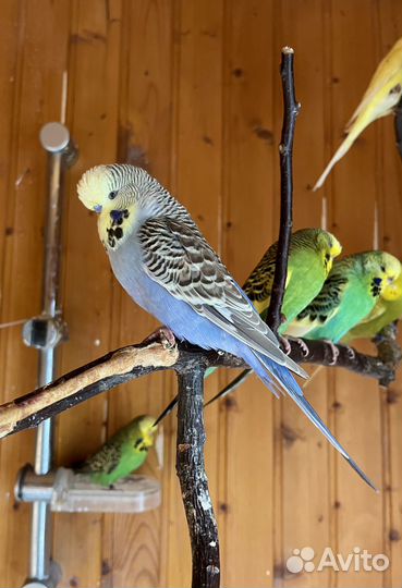 Выставочные волнистые попугаи (ввп чех)