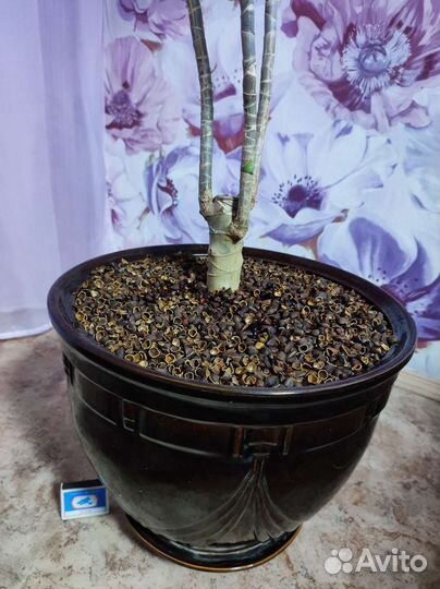 Пальма Юкка