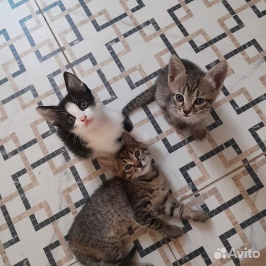 Котята ищут дом