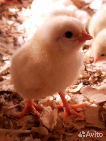 Цыплята