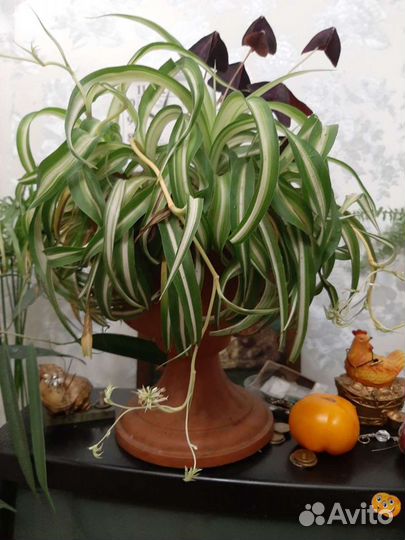 Хлорофитум кучерявый Бонни