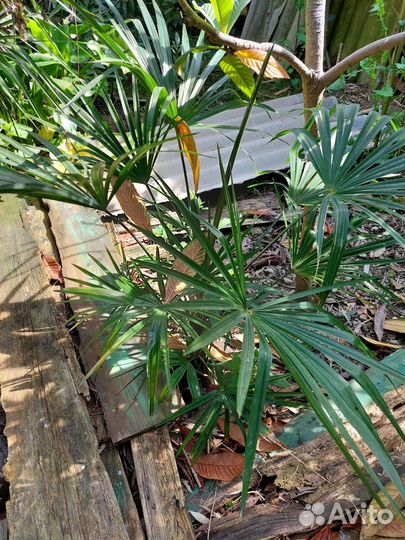 Отдам пальму