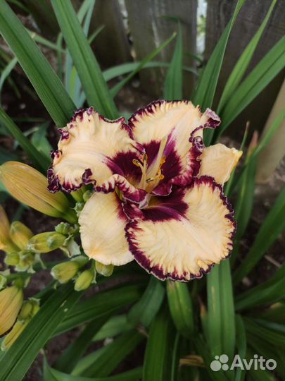 Лилейники и ирисы