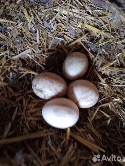 Утиные яйца