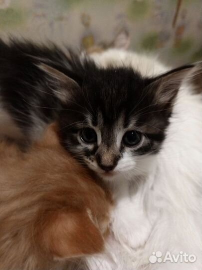 Котятки в добрые руки