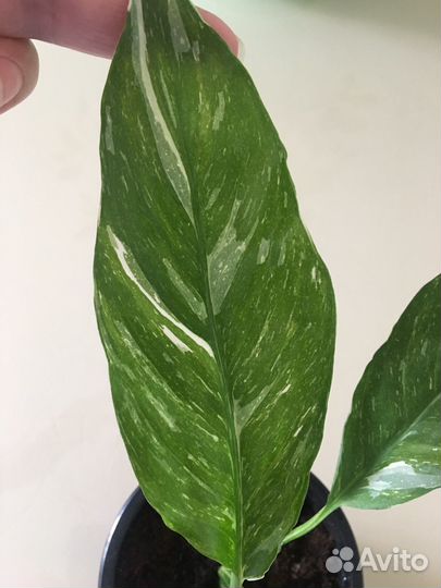 Спатифиллум Домино