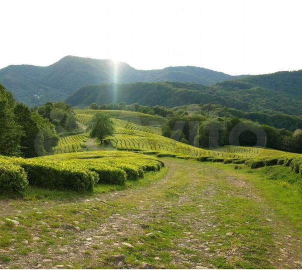 Участок 5 сот. (СНТ, ДНП)