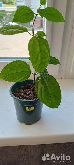 Клеродендрум томпсон