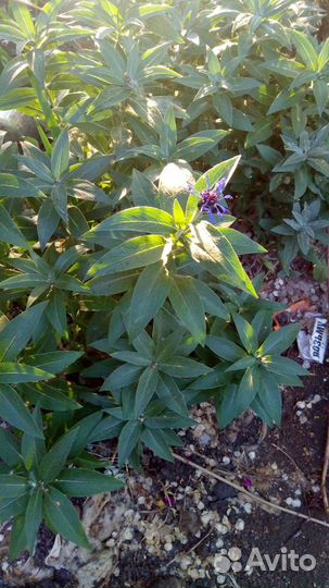 Ирисы, марьин корень, василек, бадан, клубника