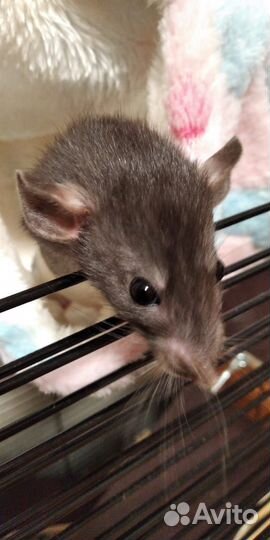 Крысята дамбо и сиамы девочки
