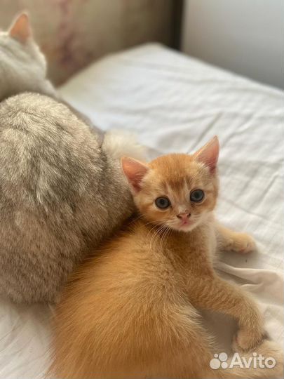 Шотландские котята