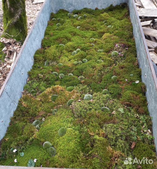Живой мох