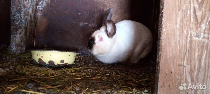 Продам кроликов цена договорная