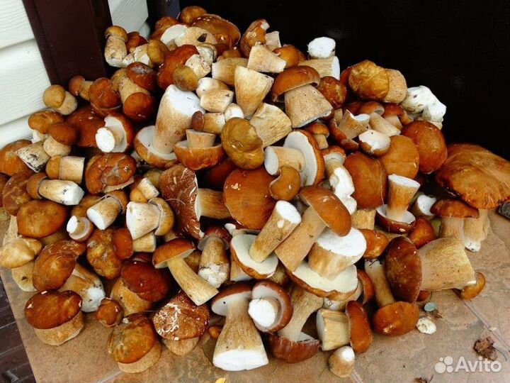 Свежие белые грибы с леса