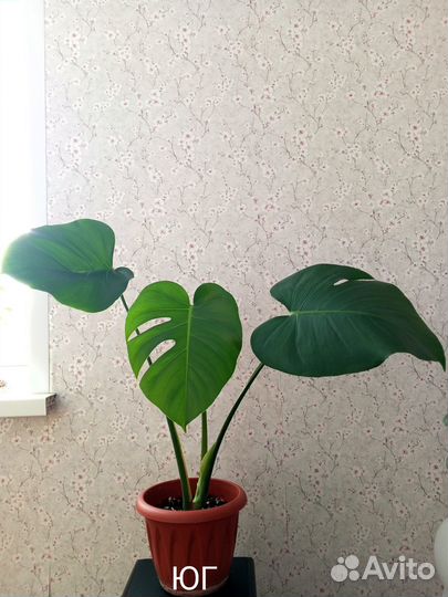 Монстера - комнатные цветы
