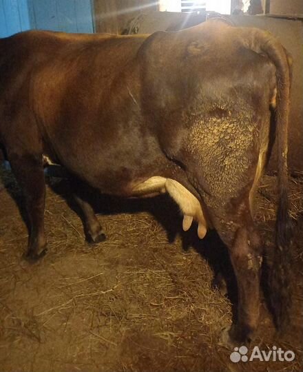 Корова дойная
