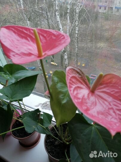 Комнатные цветы Антуриум(Мужское счастье)