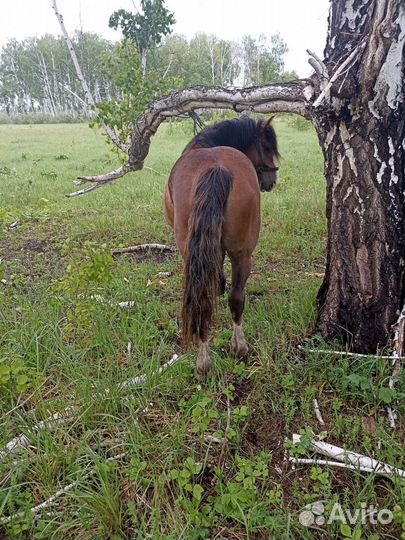 Жеребец на племя