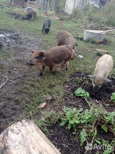 Поросят