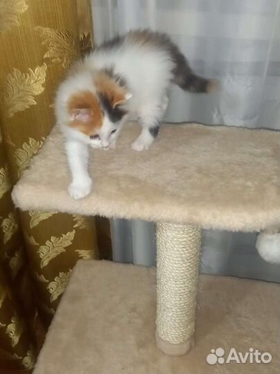 Кошка в дар
