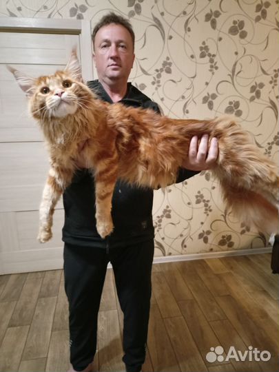 Котята мейн-кун