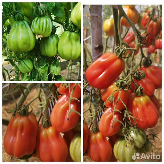 Семена томатов