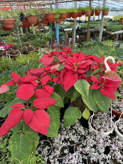 Цветы, рассада