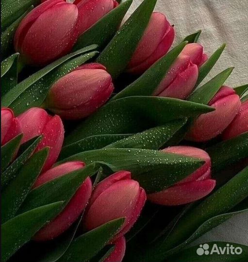 Цветы оптом тюльпаны