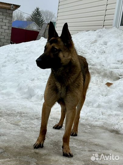 Бельгийкий жених 