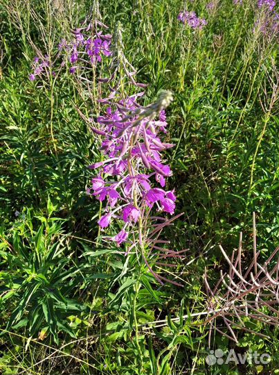 Иван чай крупнолистовой