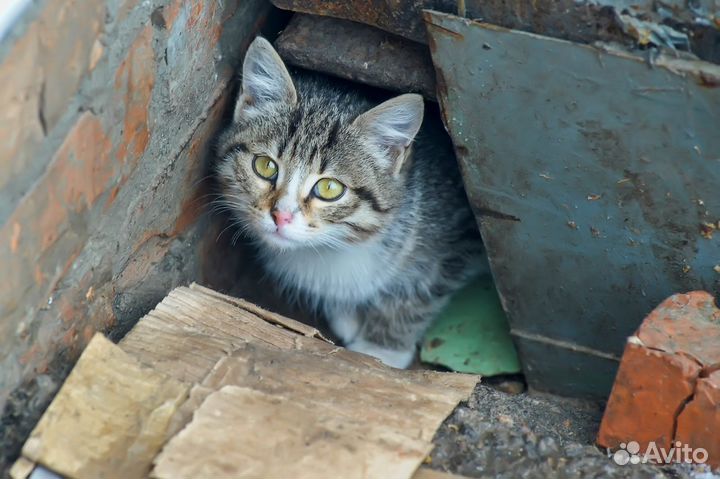 Котенок ищет дом