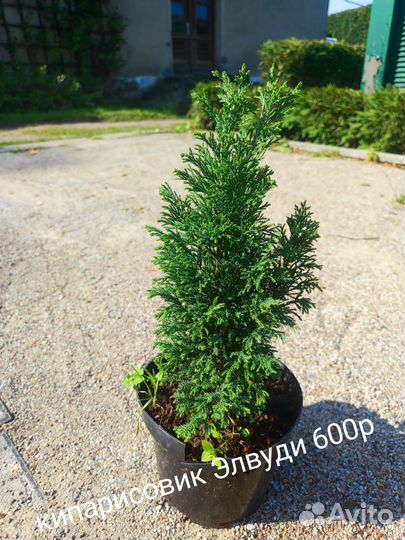 Кипарисовики
