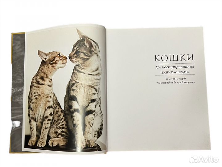 Кошки Иллюстрированная энциклопедия Пикерел Тамсин