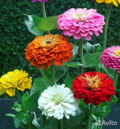 Семена Цинии,бархатцев, укропа, шалфея