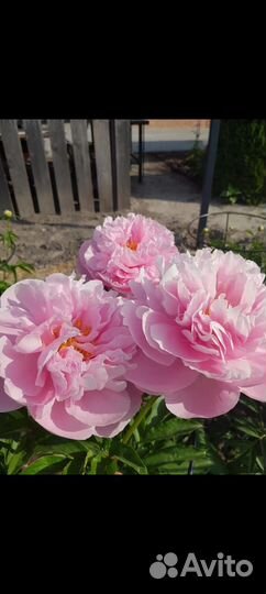 Пион Manitowoc maiden