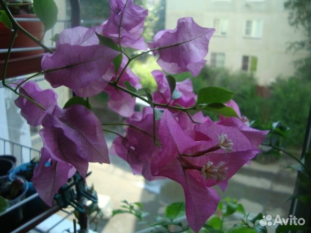 Бугенвиллия, Псевдоэратемум