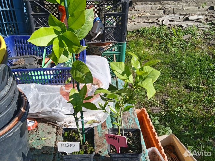 Лимон Мейера плодоносящие